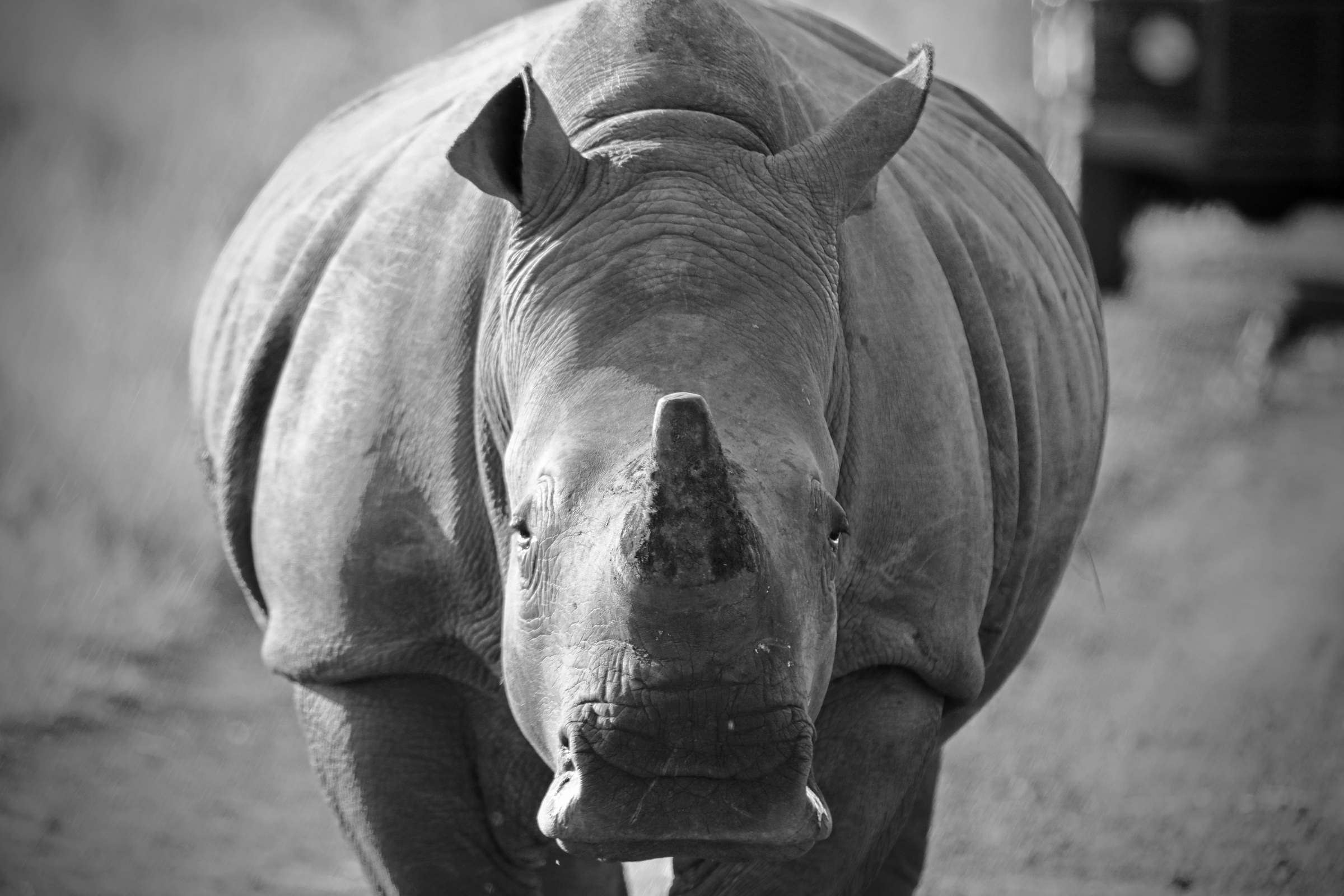 A rhinoceros walking directly toward the camera in black and white